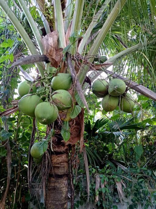 Green Papaya Villa Puerto Viejo de Talamanca Dış mekan fotoğraf