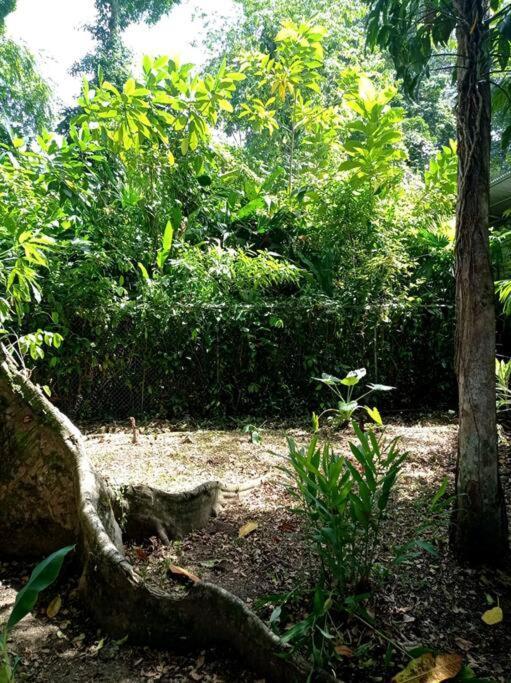 Green Papaya Villa Puerto Viejo de Talamanca Dış mekan fotoğraf